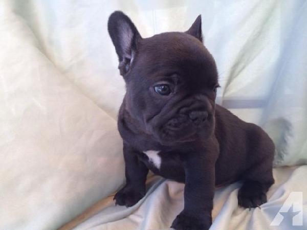 Cuccioli di Bulldog francese in adozione Tel: +237655616956